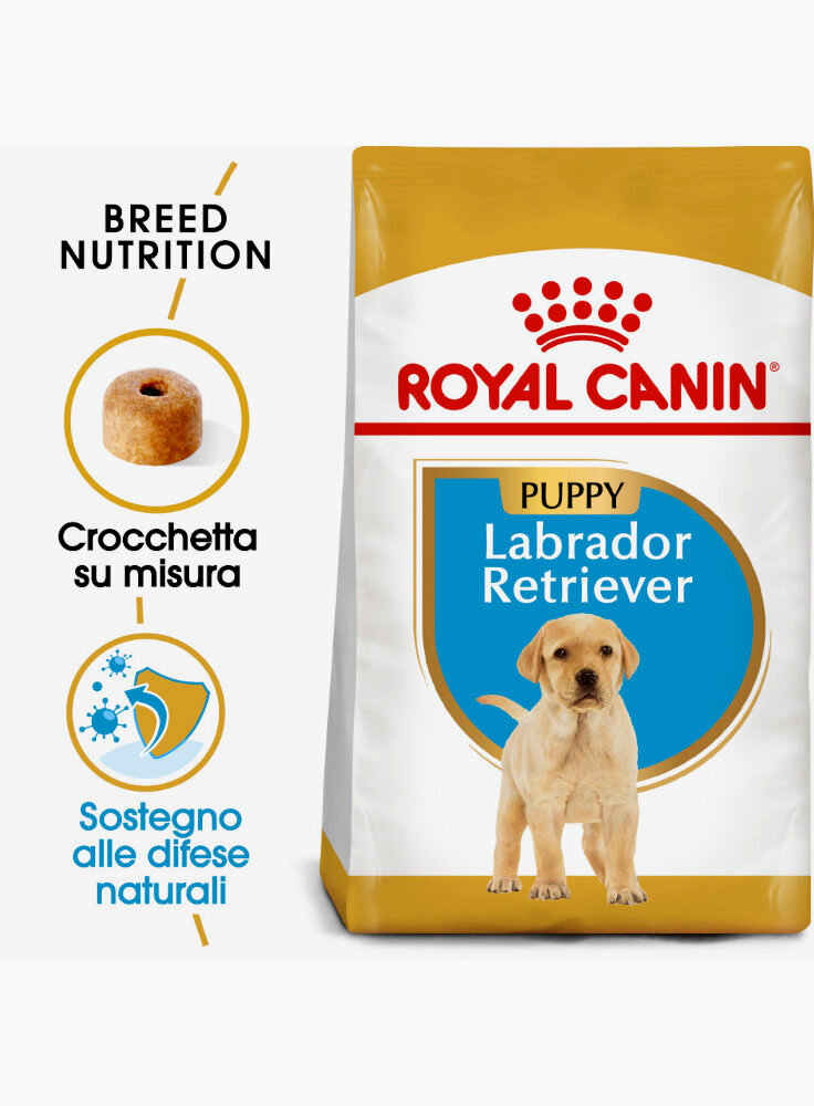 labrador-retriever-puppy-royal-canin-3-kg
