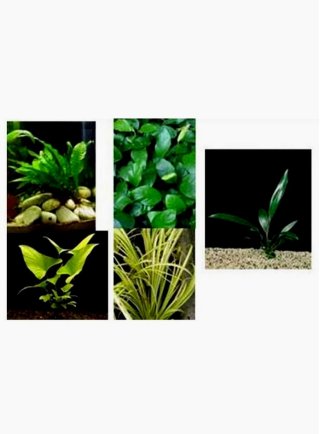 Assortimento le robuste  (6 piante)
