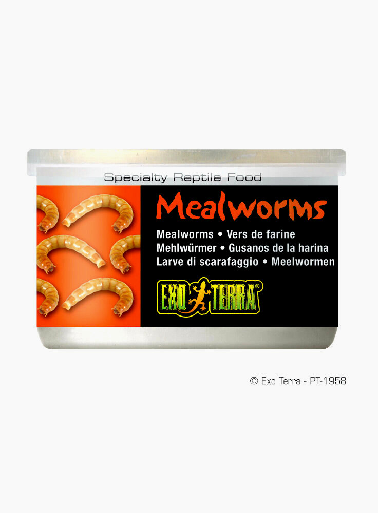 Askoll cibo per rettili in scatola larve MealWorms 34G