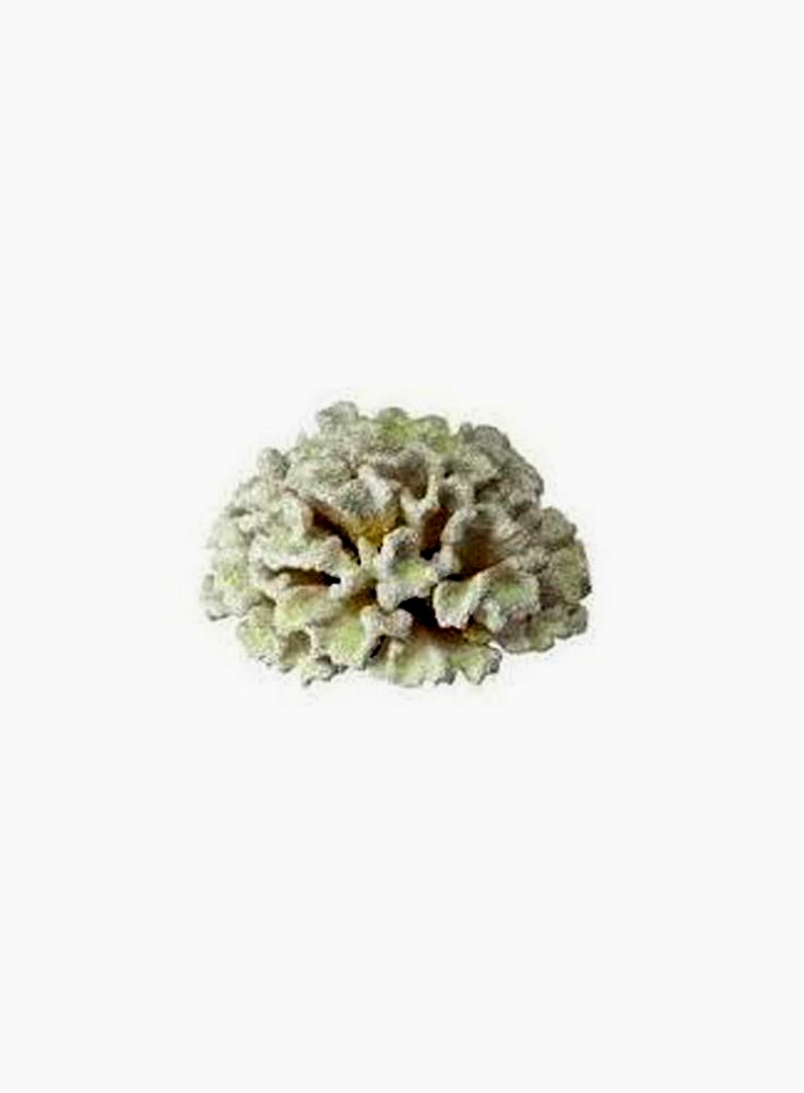 Corallo in resina bianco con sfumature gialle Ferplast