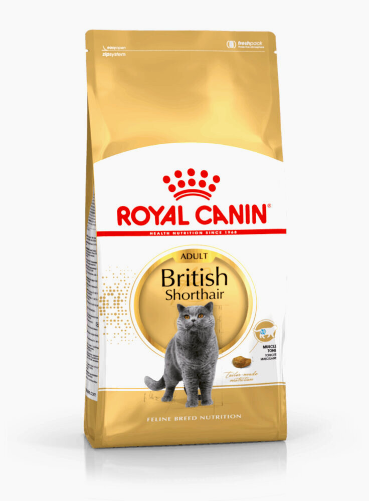 British Shorthair Royal Canin