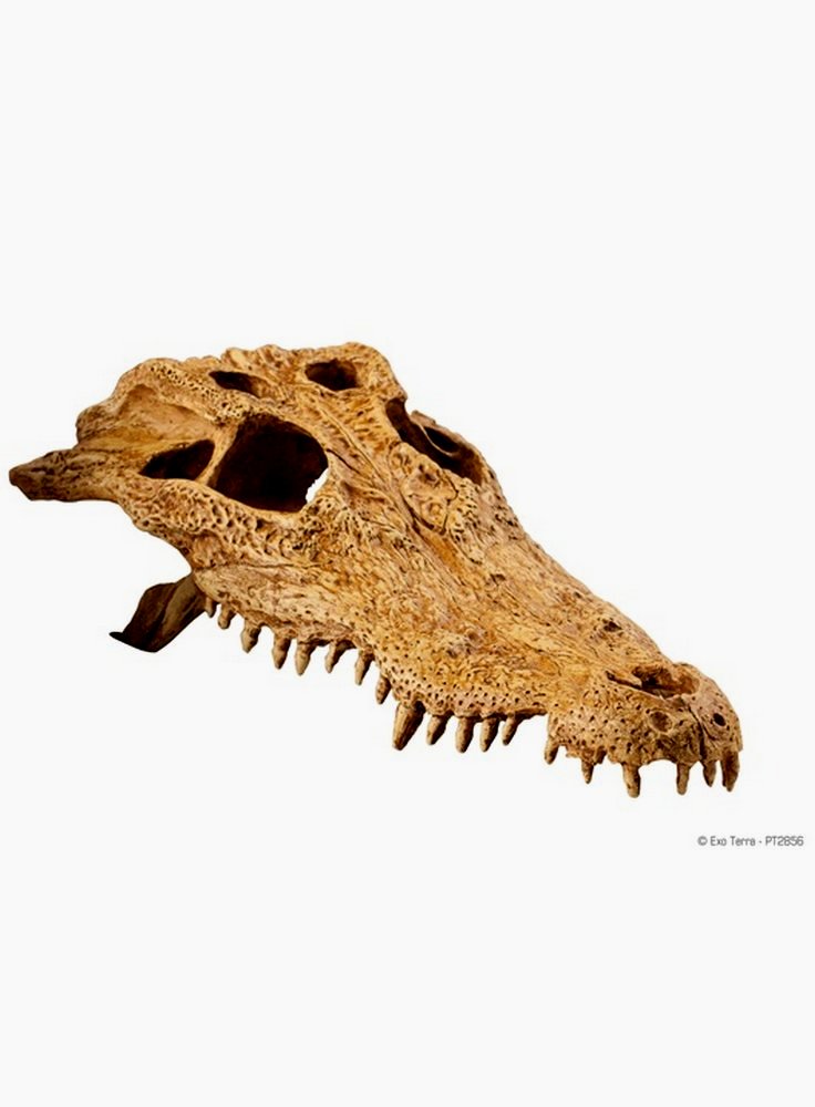 Crocodille skull exoterra decorazione
