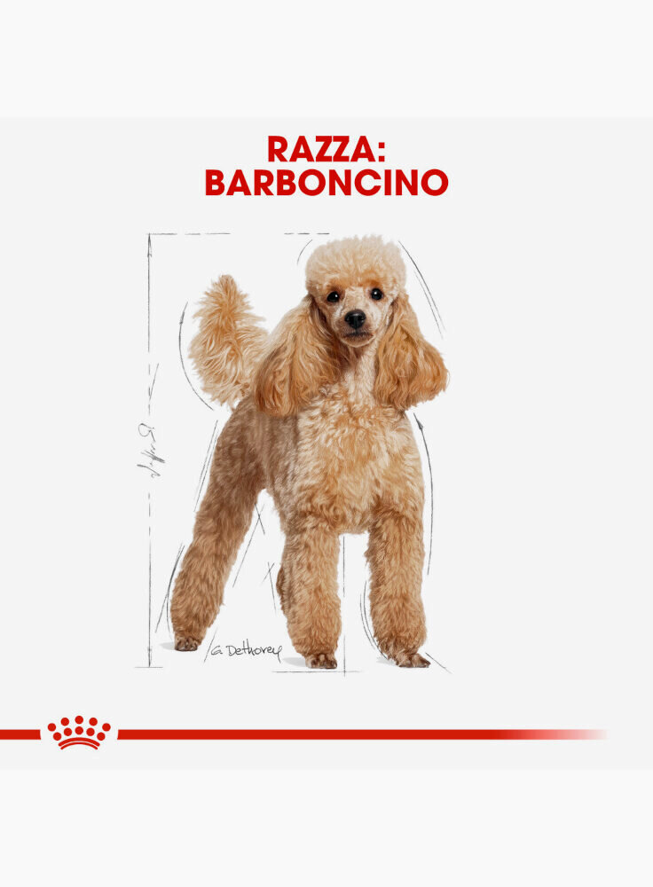 barboncino-poodle-royal-canin-500-gr