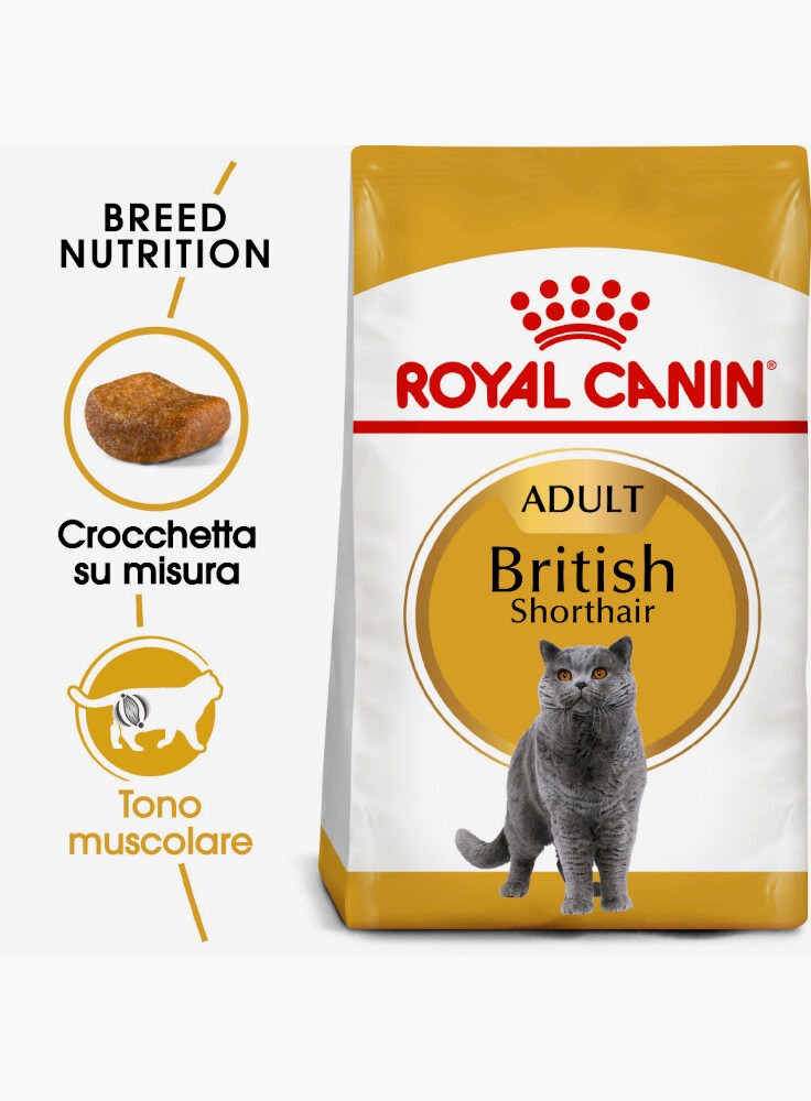 british-shorthair-royal-canin-2-kg