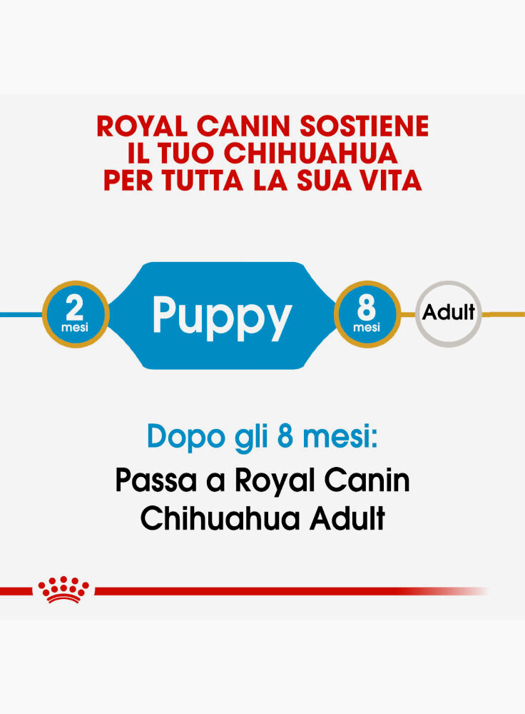 chihuahua-puppy-royal-canin-1