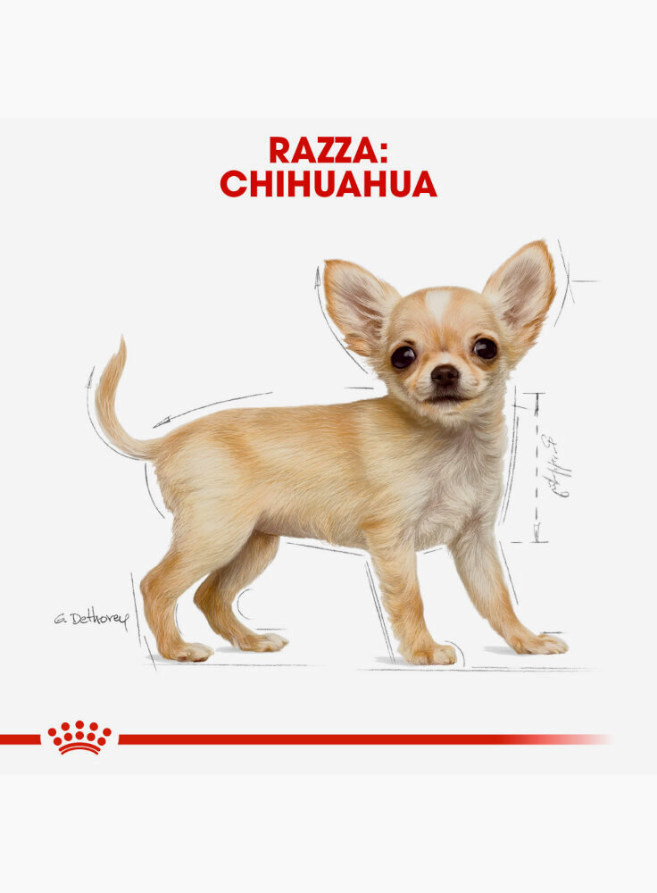 chihuahua-puppy-royal-canin-4