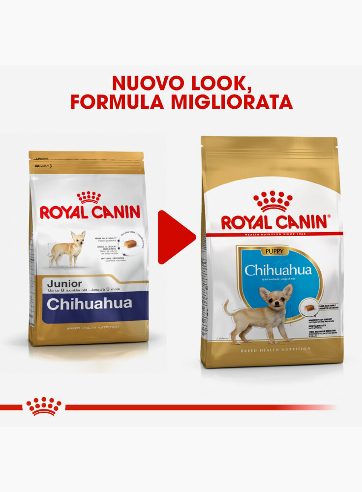 chihuahua-puppy-royal-canin-6