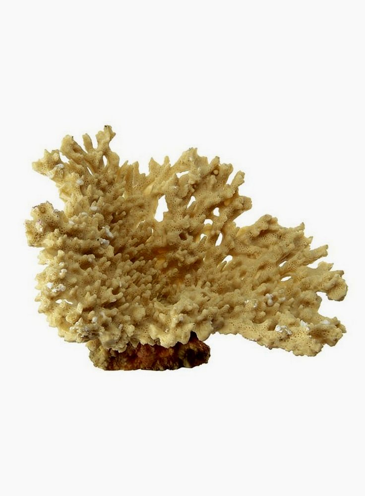 Corallo in resina beige Ferplast