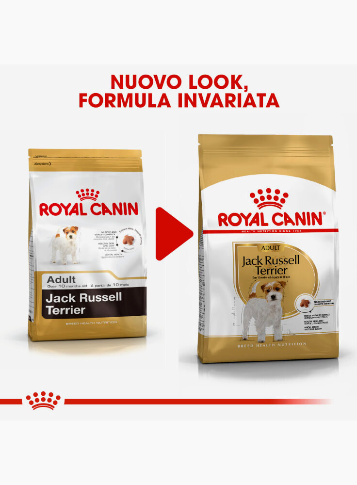 jack-russell-royal-canin-4