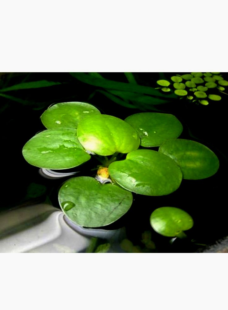 6 x Limnobium laevigatum pianta galleggiante