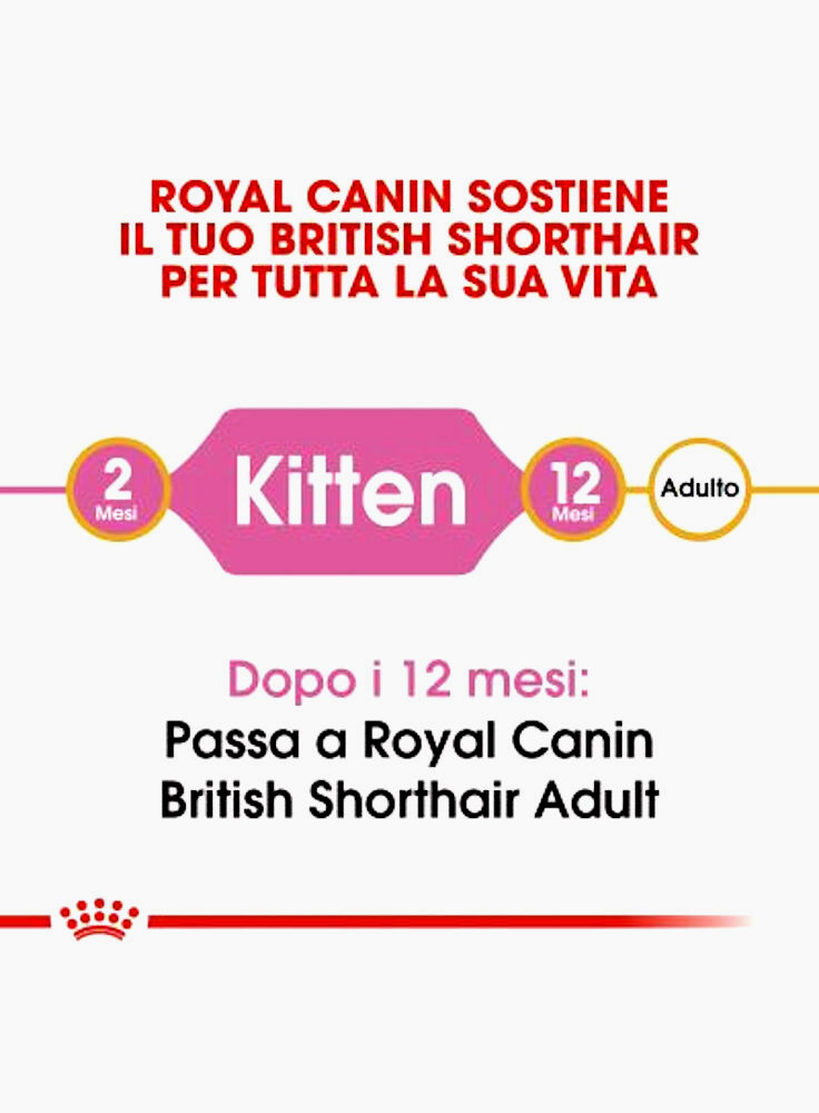 rc_fbn_kittenbritishshorthair_cv1_001_italy_italian__3