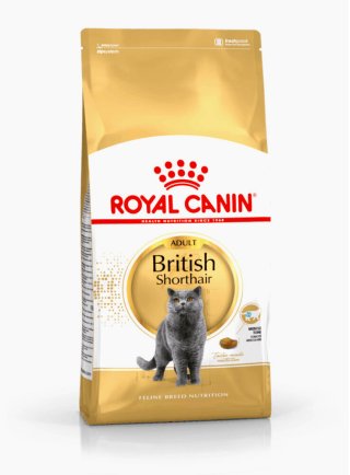 British Shorthair Royal Canin
