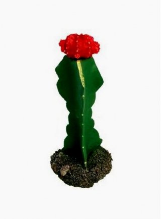 Haquoss decorazione cactus 1