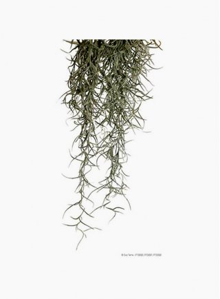 Pianta exoterra plant spanish moss small