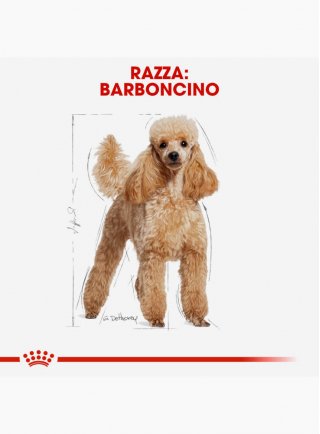 Barboncino POODLE Royal Canin 7,5 Kg