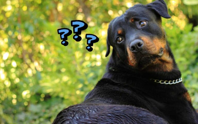 Cosa significa quando il cane inclina la testa?