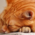 Gatto che dorme serenamente sulla testa di una persona, simbolo di affetto e legame speciale.