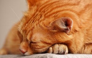 Gatto che dorme serenamente sulla testa di una persona, simbolo di affetto e legame speciale.