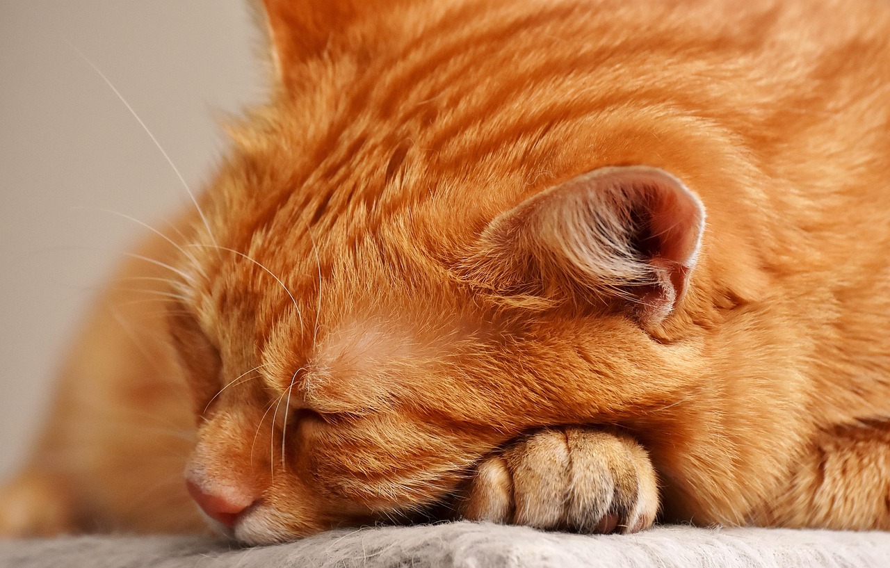 Gatto che dorme serenamente sulla testa di una persona, simbolo di affetto e legame speciale.