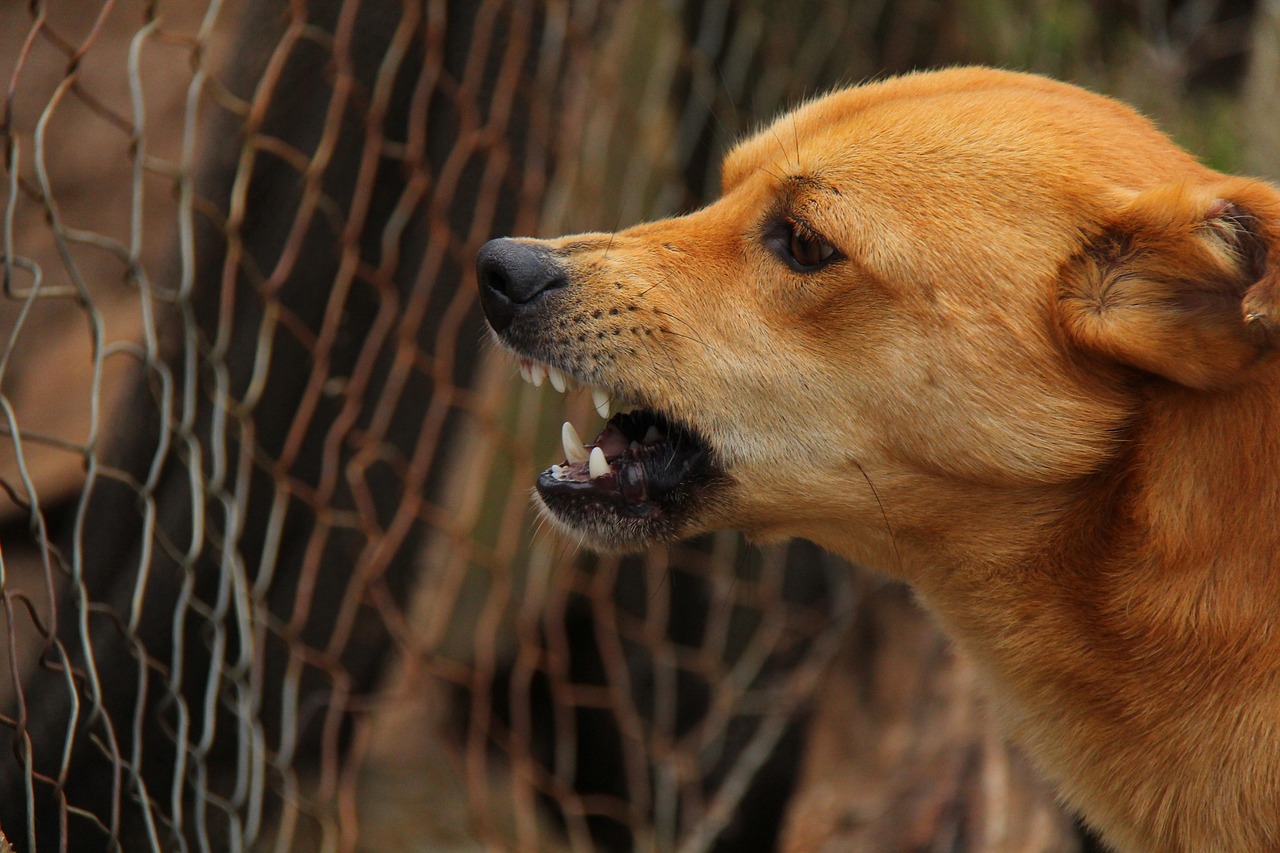 Cane che abbaia, espressione attenta, comunica un messaggio al suo padrone.
