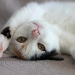 Gatto sdraiato che mostra la pancia, segno di fiducia e relax.
