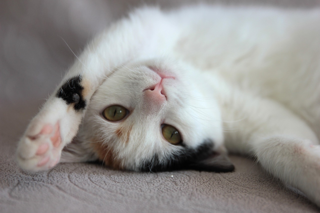 Gatto sdraiato che mostra la pancia, segno di fiducia e relax.