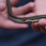 Serpente avvistato in giardino, sorprendente scoperta per il proprietario.