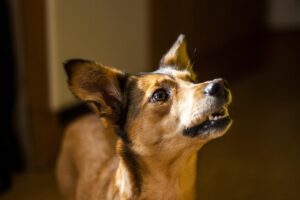 Cane che ulula di notte, esplorando le ragioni del comportamento.