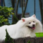 Cane che mangia velocemente da una ciotola, con un proprietario preoccupato accanto a lui.