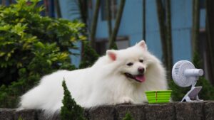 Cane che beve acqua, mentre ignora il cibo in una ciotola.