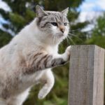 Gatto che mostra un comportamento preoccupante, simbolo di malessere o stress.