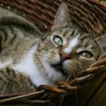 Gatto che soffia, espressione di paura o difesa, con pelo arruffato e sguardo attento.