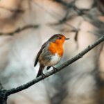 Pettirosso che mangia semi e frutta in un giardino, attira la sua attenzione.
