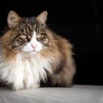 Gatto che perde pelo, simbolo di problemi di salute e consigli per la cura.