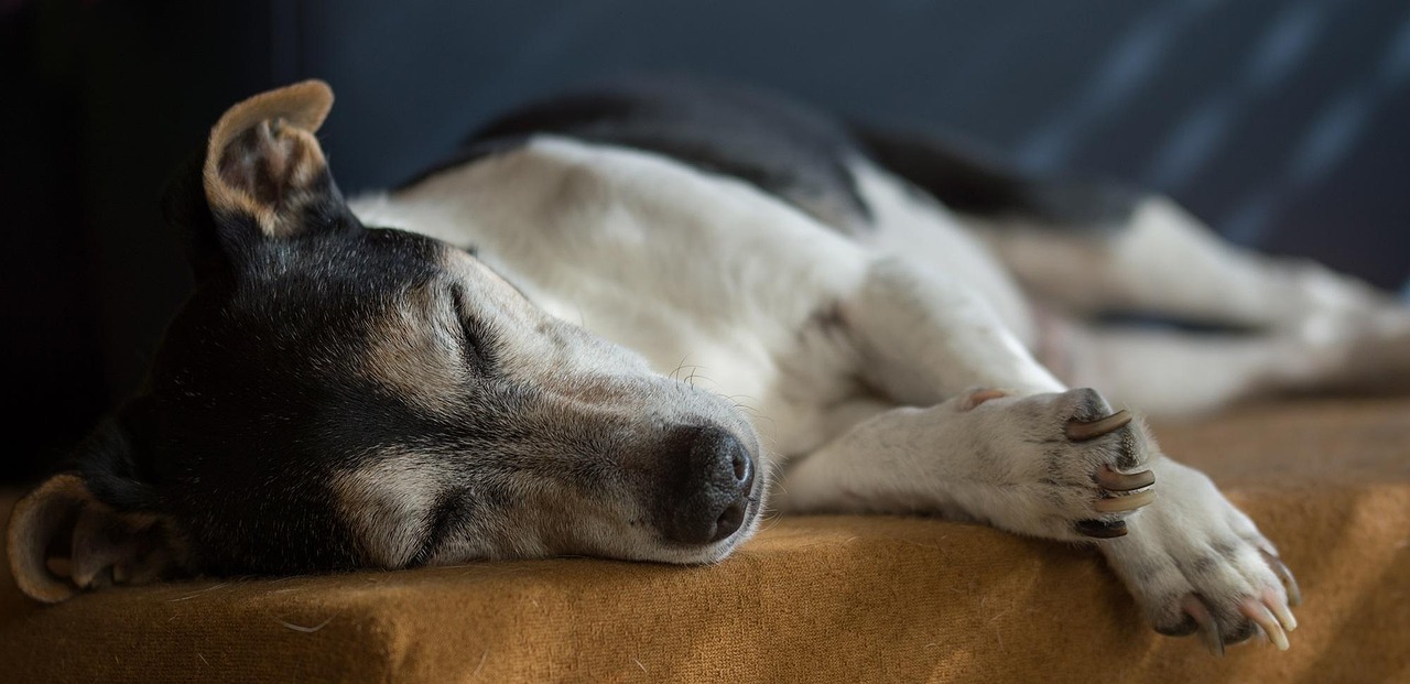 Cane che dorme serenamente su un letto, rappresentando la tranquillità e il sonno normale.