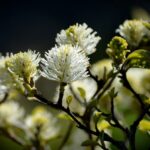 Arbusto fiorito che abbellisce il giardino con colori vibranti durante tutte le stagioni.