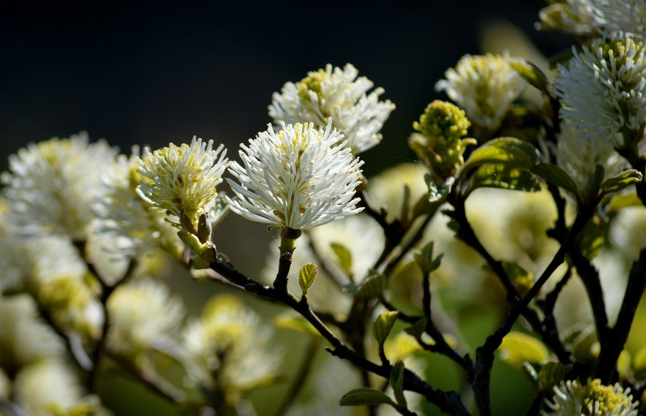 Arbusto fiorito che abbellisce il giardino con colori vibranti durante tutte le stagioni.
