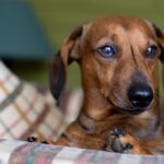 Cane che guarda con espressione delusa mentre il padrone lo ignora.