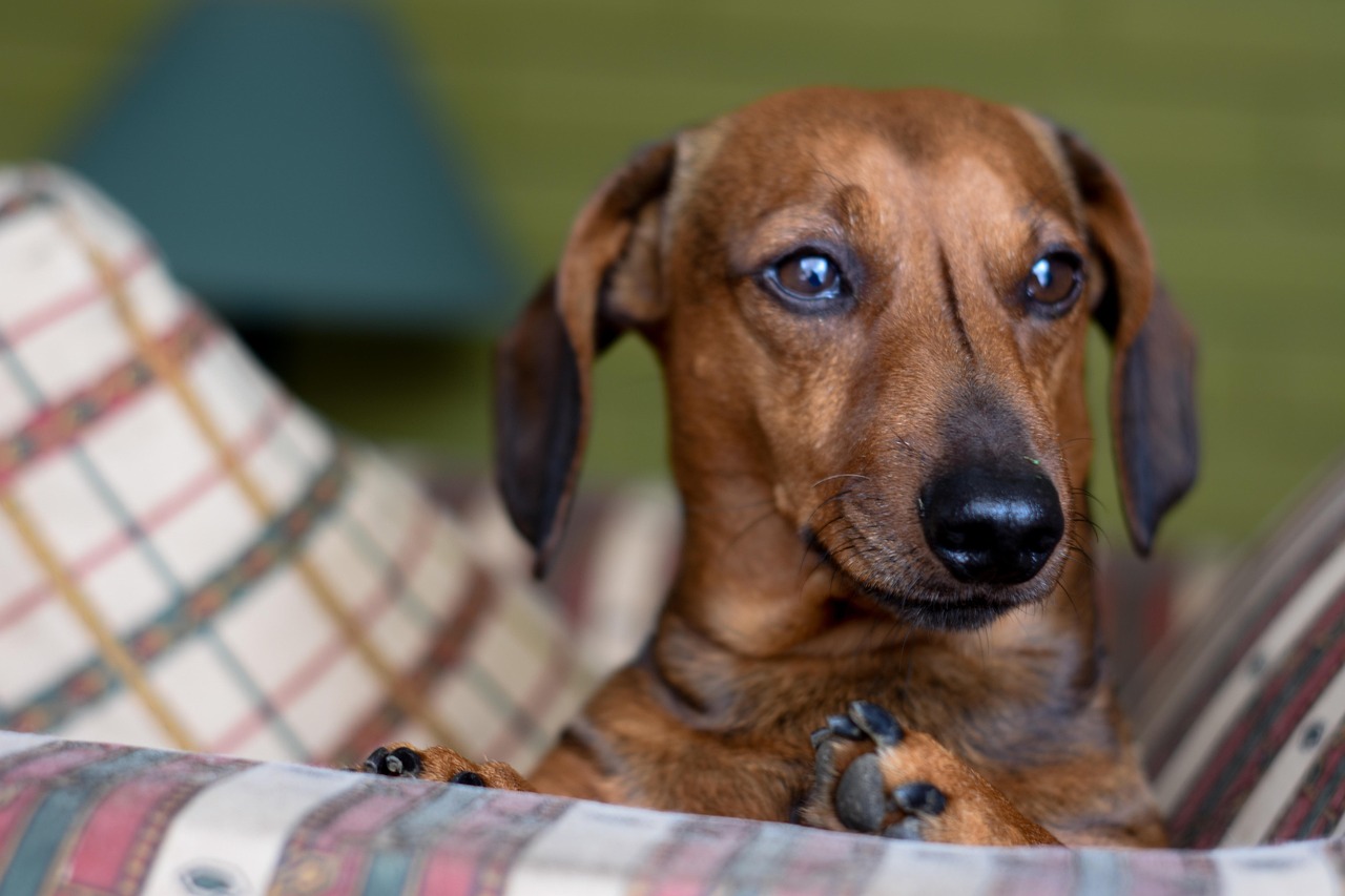 Cane che guarda con espressione delusa mentre il padrone lo ignora.