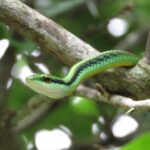 Serpente verde che si nasconde tra le piante in un giardino soleggiato.