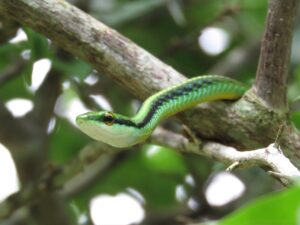 Serpente verde che si nasconde tra le piante in un giardino soleggiato.