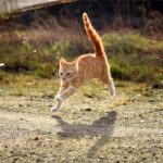 Gatto che corre veloce in casa, esprimendo energia e vitalità durante i suoi "5 minuti di follia".