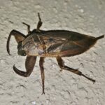 Insetto forbice su foglia verde, simbolo di avvertimento per il giardino.