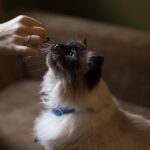 Gatto che guarda il cibo con disinteresse, illustrando il tema dell'inappetenza nei felini.