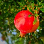 Melograno in fase di potatura, con rami verdi e fiori rossi in un giardino soleggiato.