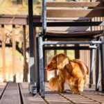 Cane che segue il suo proprietario in bagno, mostrando attaccamento e curiosità.