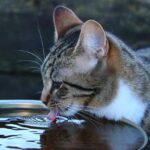 Gatto che beve acqua fresca dal rubinetto in cucina.