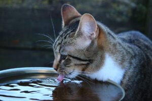 Gatto che osserva una ciotola d'acqua, mostrando disinteresse nel bere.