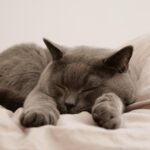 Gatto che dorme nel letto, simbolo di affetto e connessione con il proprietario.