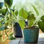 Pothos verde rigoglioso in un ambiente luminoso, ideale per crescere fitto e sano.